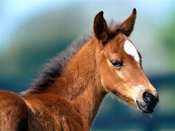 Album Fond d'écran Cheval #22