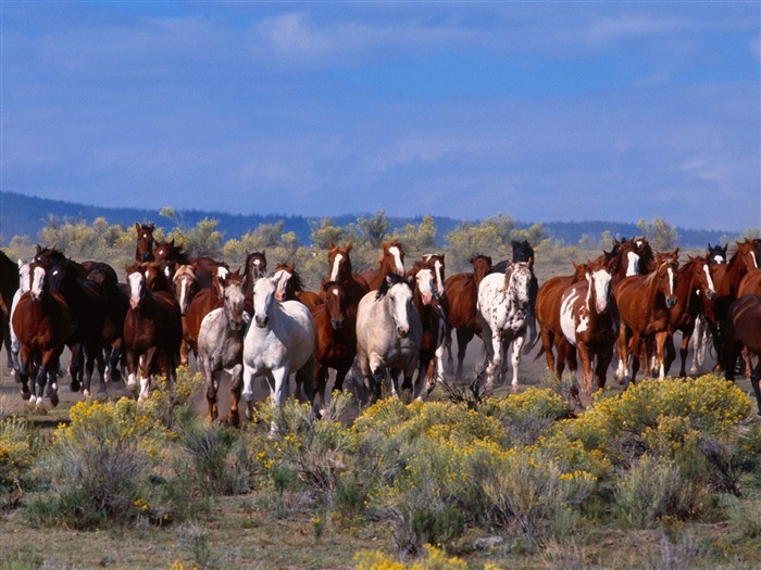 Album Fond d'écran Cheval #23