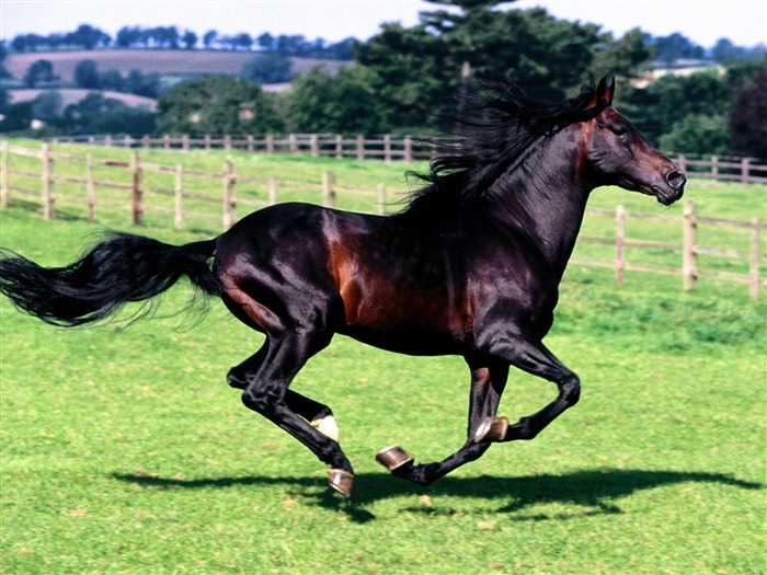 Album Fond d'écran Cheval #25