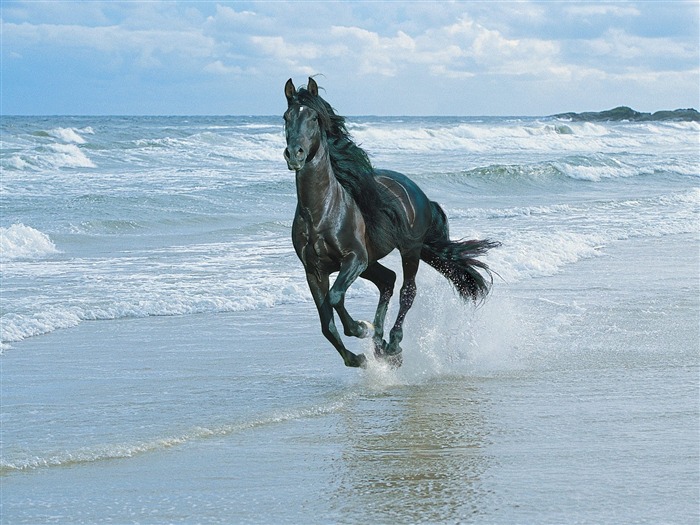 Album Fond d'écran Cheval #26