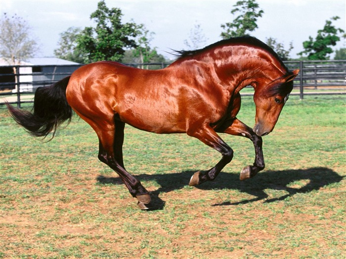 Album Fond d'écran Cheval #31