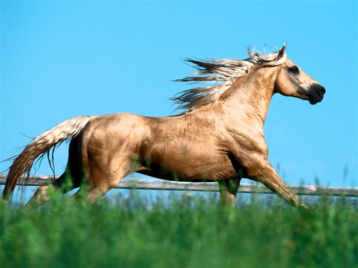 Album Fond d'écran Cheval #32