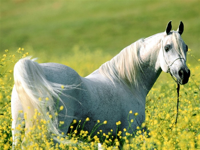 Album Fond d'écran Cheval #33