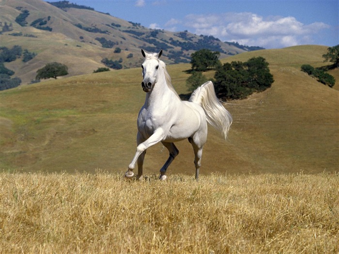 Album Fond d'écran Cheval #35