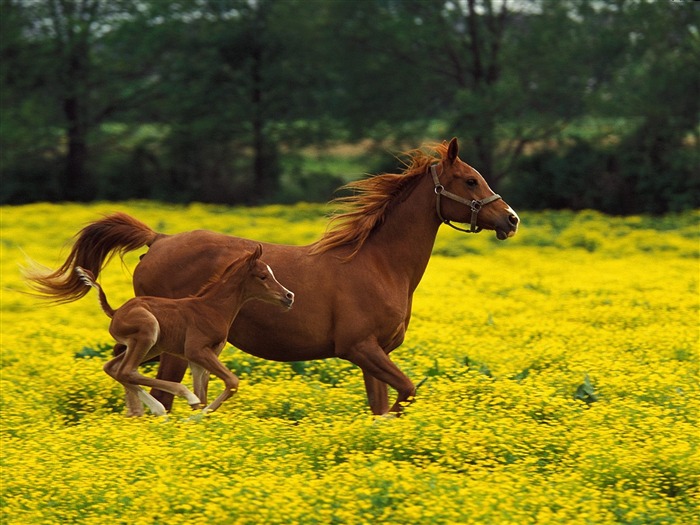 Album Fond d'écran Cheval #38