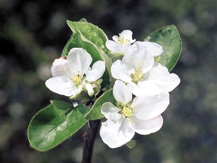 White flowers wallpaper #1