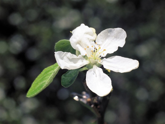 Fleurs blanches Fond d'écran #4