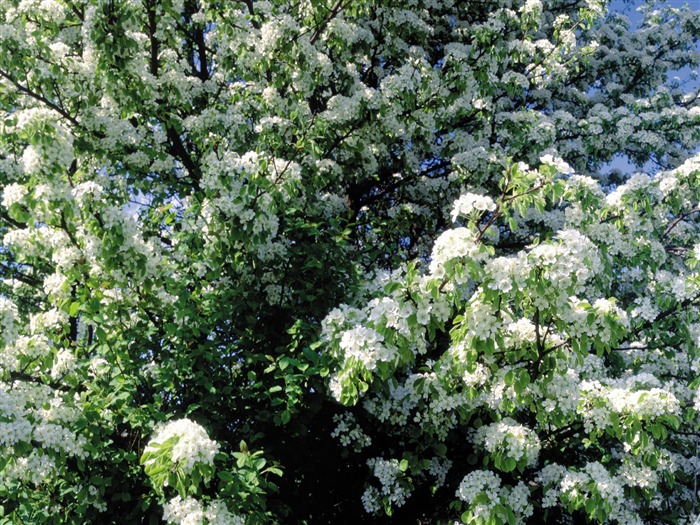 Fleurs blanches Fond d'écran #5