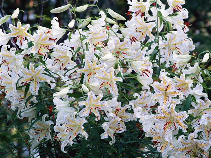 Fleurs blanches Fond d'écran #6