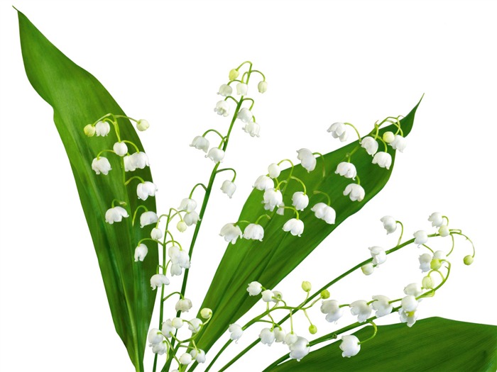白色花朵壁紙 #7