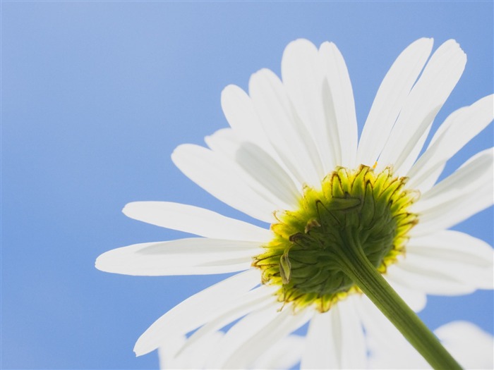 Fleurs blanches Fond d'écran #9