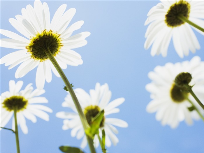 Fleurs blanches Fond d'écran #10