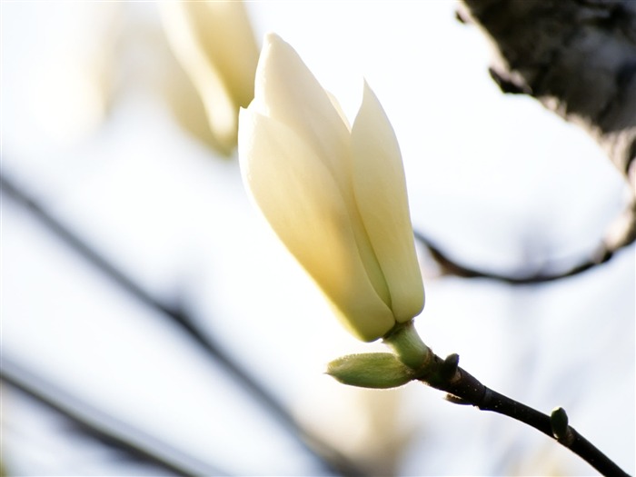 Fleurs blanches Fond d'écran #11