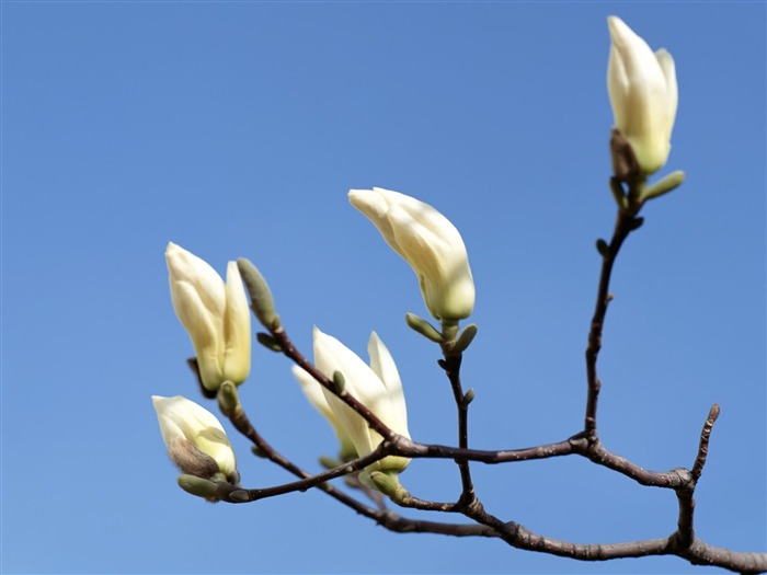 White flowers wallpaper #12