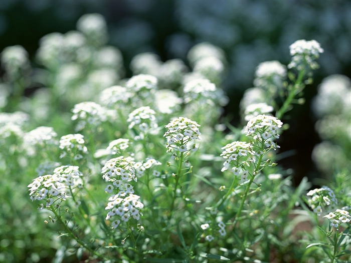 Fleurs blanches Fond d'écran #19