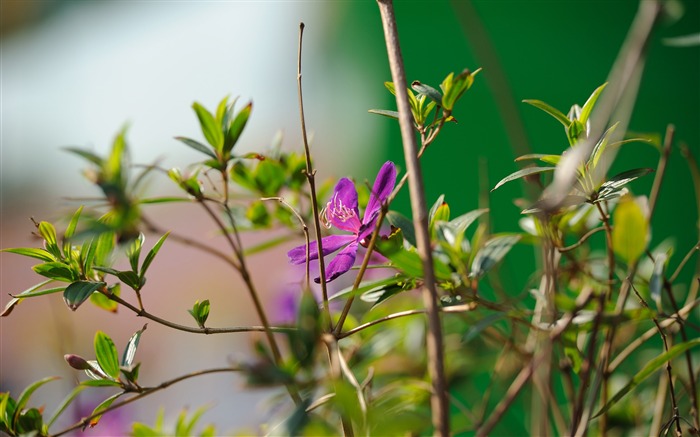 尼康 D700 样张壁纸 (评测样张)7