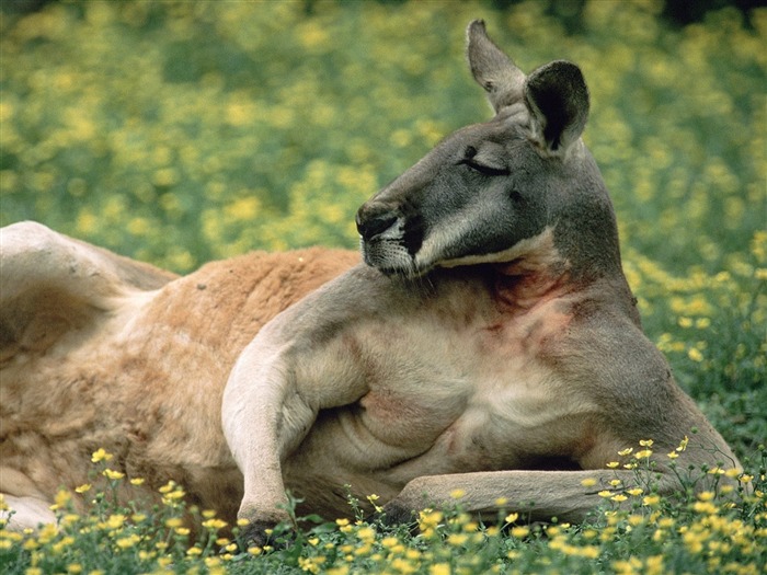 Caractéristiques de beaux paysages de l'Australie #10