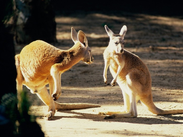 Características hermosos paisajes de Australia #23