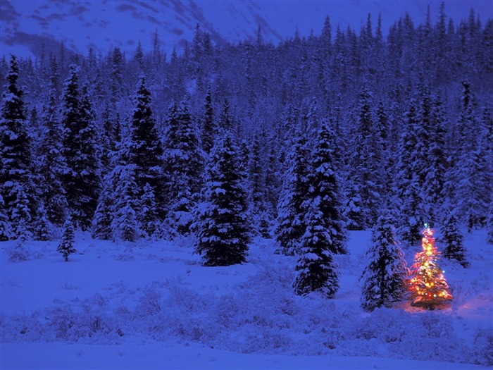 jardinería Navidad fondos de escritorio de la serie (4) #3