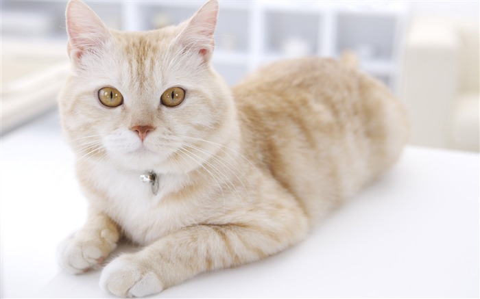 HD papel tapiz lindo gatito #39