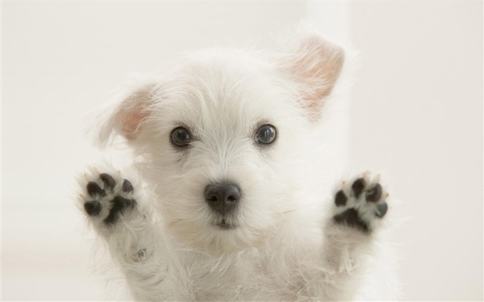 Cute Puppy Photo Wallpaper #13