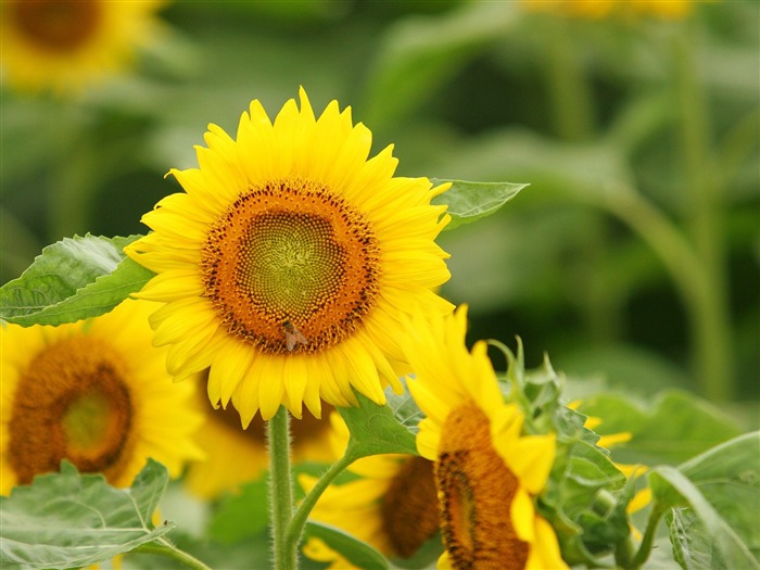 Fond d'écran homme de tournesol Shan #1