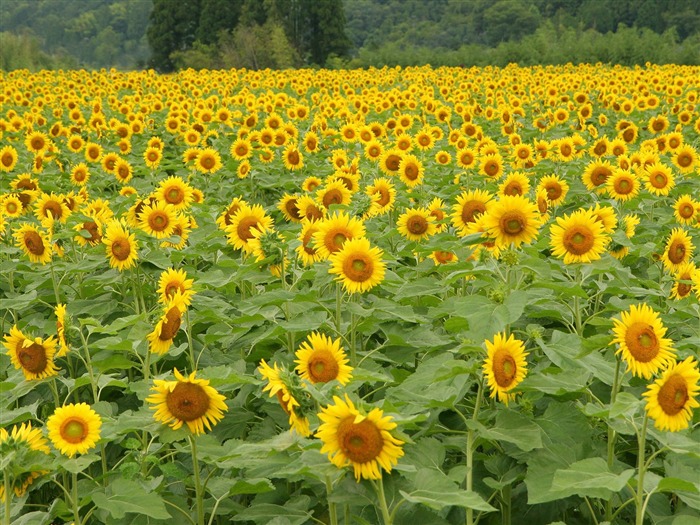 Fond d'écran homme de tournesol Shan #2