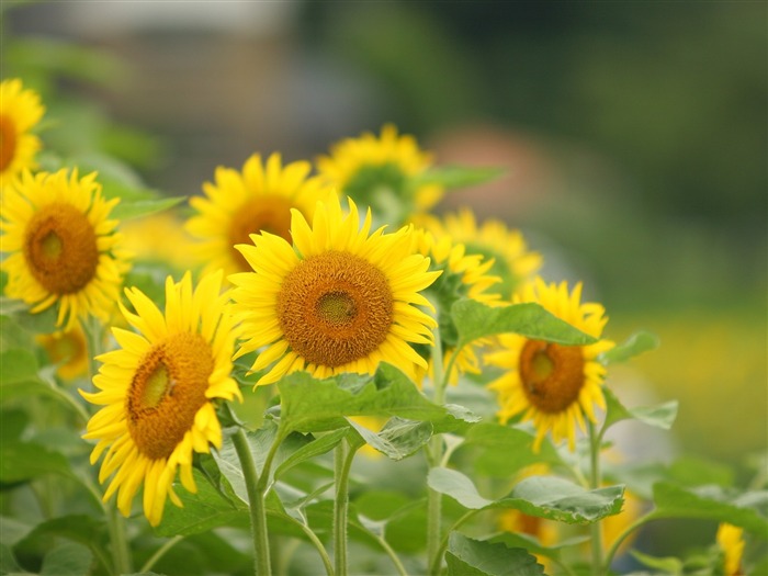 Fond d'écran homme de tournesol Shan #3