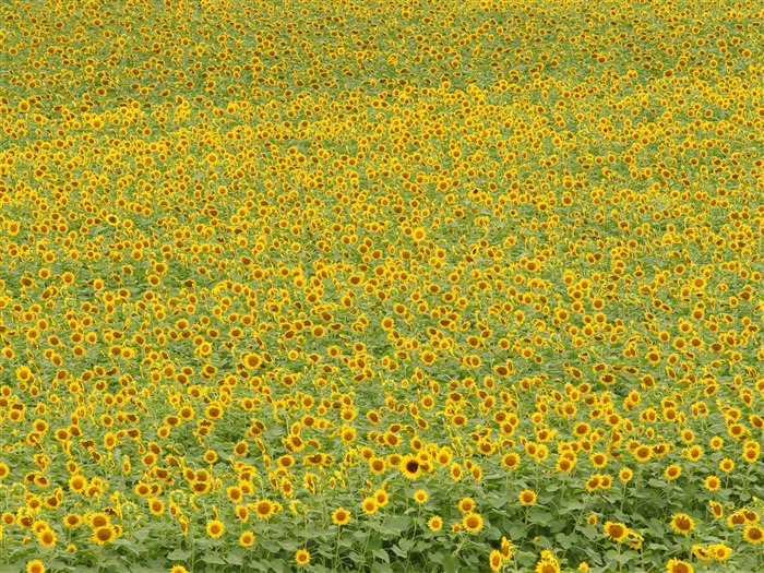 Fond d'écran homme de tournesol Shan #5