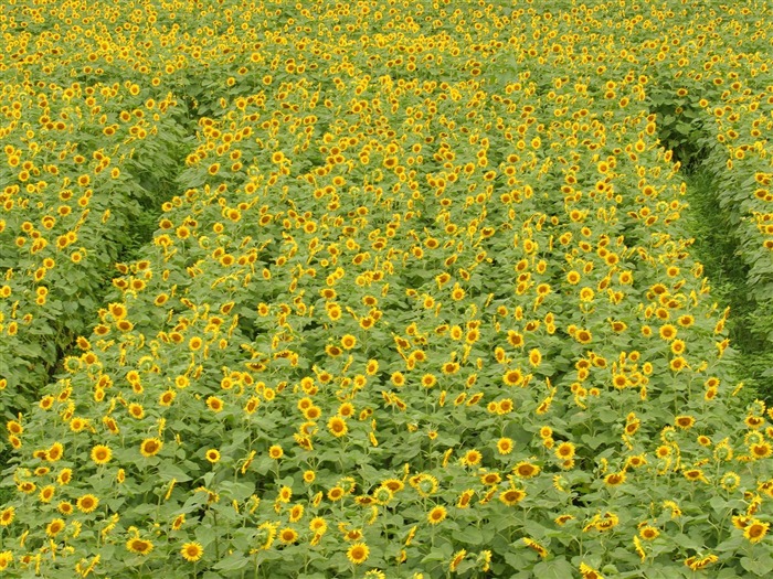 Fond d'écran homme de tournesol Shan #6