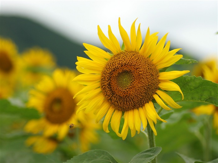 Man Shan sunflower wallpaper #8