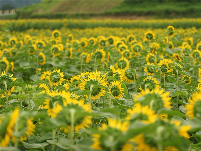 Fond d'écran homme de tournesol Shan #9