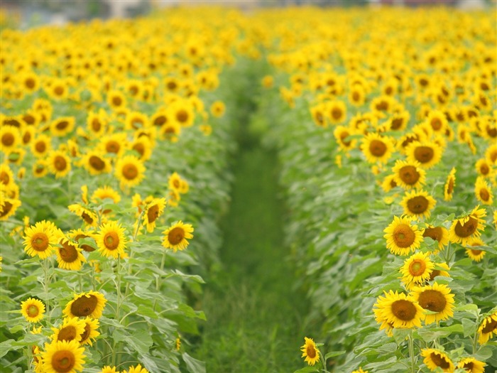 Fond d'écran homme de tournesol Shan #10