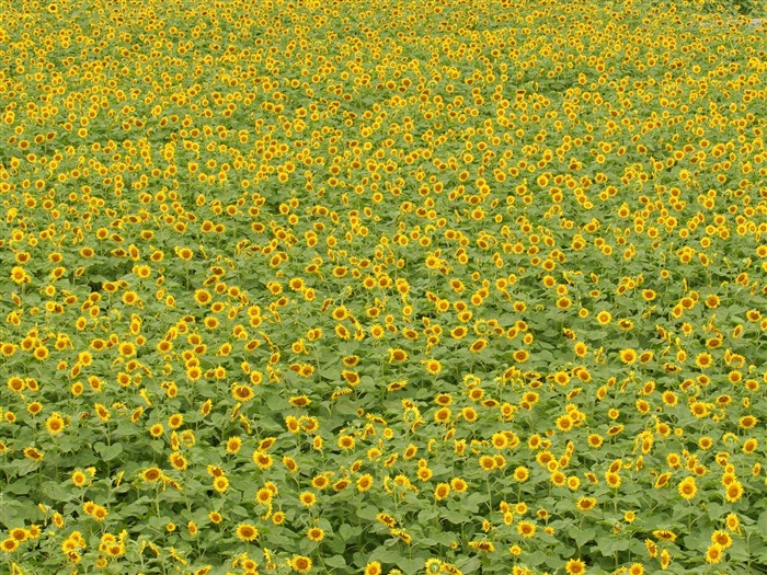 Man Shan sunflower wallpaper #13