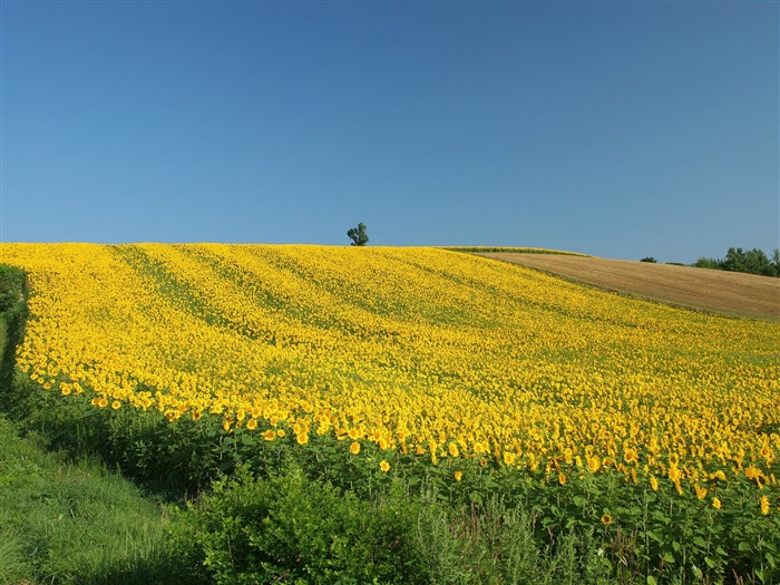 Man Shan sunflower wallpaper #15