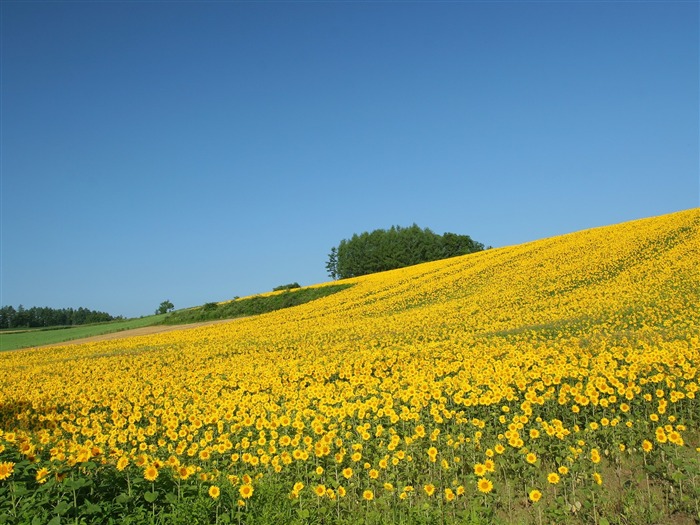 Fond d'écran homme de tournesol Shan #16