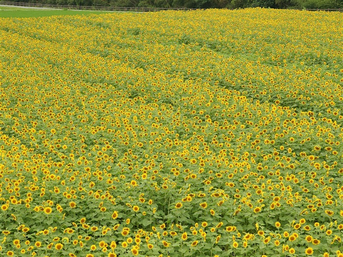 Fond d'écran homme de tournesol Shan #17