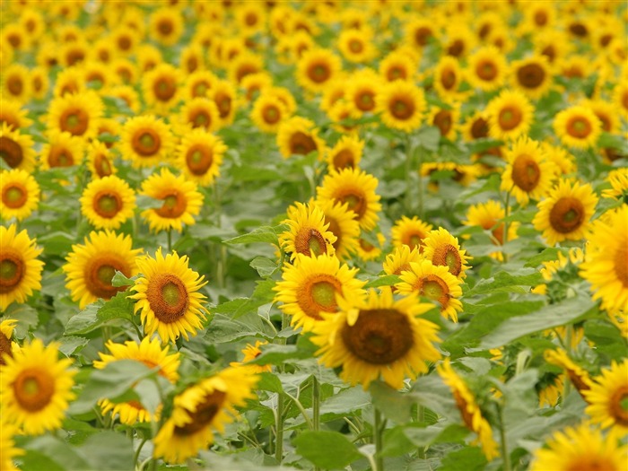 Man Shan sunflower wallpaper #19