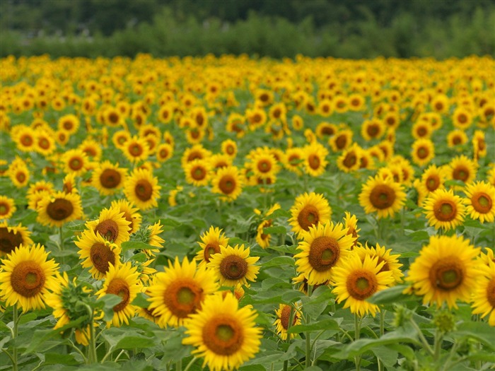 Man Shan sunflower wallpaper #20