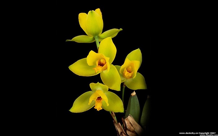 Beautiful and elegant orchid wallpaper #3