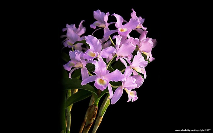 Beautiful and elegant orchid wallpaper #9