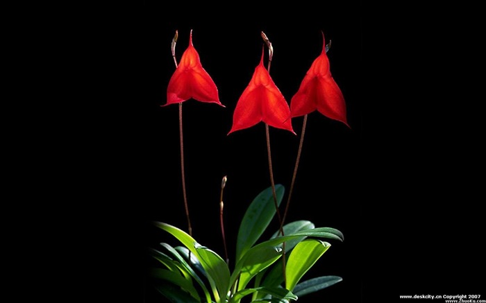 Hermosa y elegante fondo de pantalla de orquídeas #20