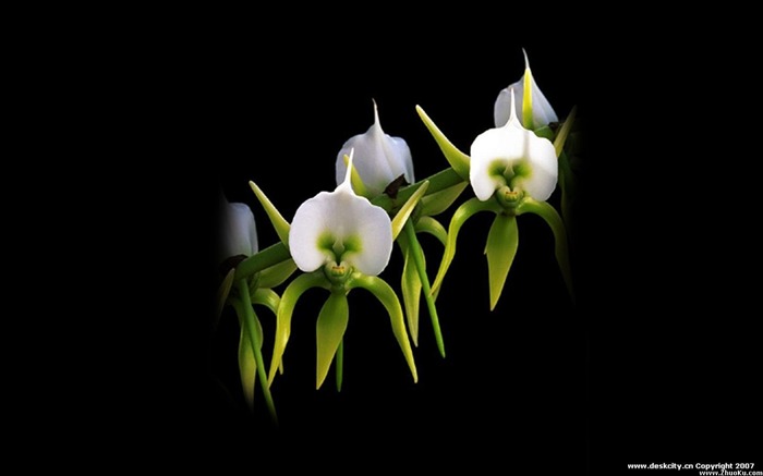Hermosa y elegante fondo de pantalla de orquídeas #23