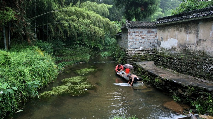 Wuyuan in the rain line (Minghu Metasequoia works) #6