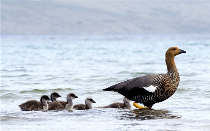 Animales momentos fondo de pantalla #24