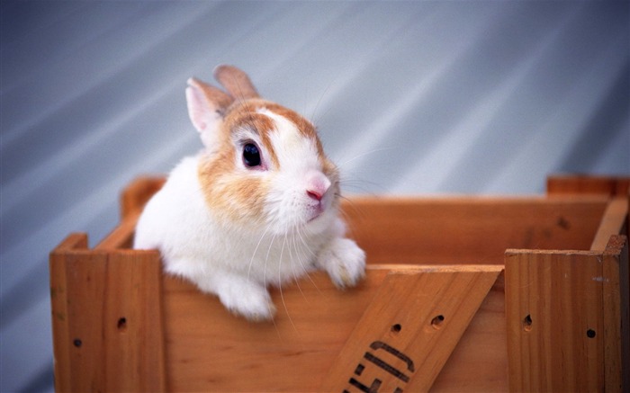 Cute little bunny Tapete #1