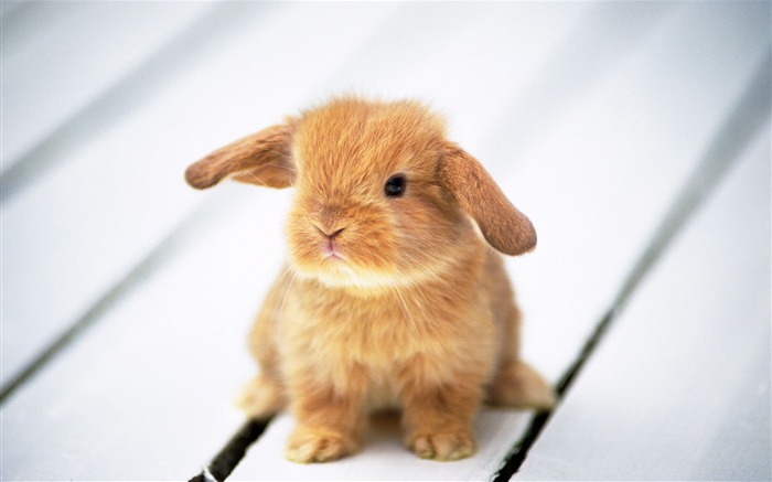 Cute little bunny Tapete #9