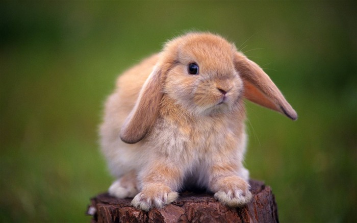 Cute little bunny Tapete #13