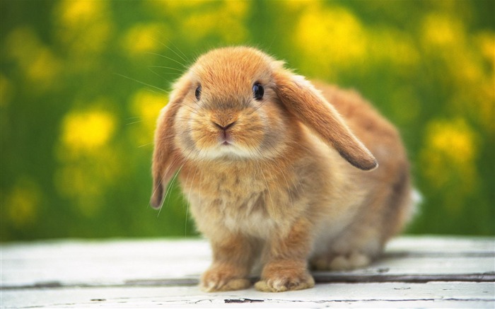 Cute little bunny wallpaper #20