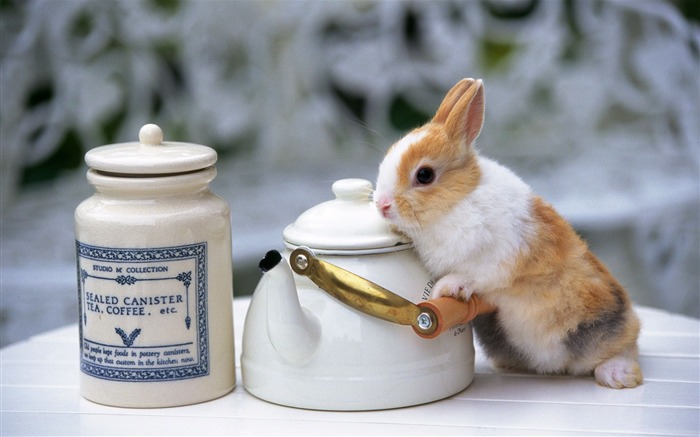 可爱的小兔子壁纸专辑21